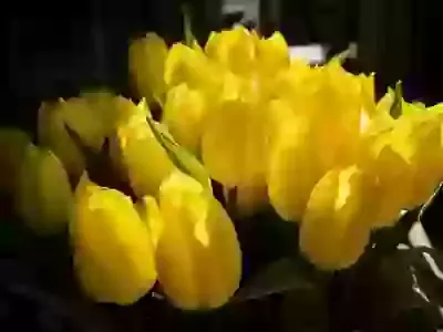 Flower-arranging